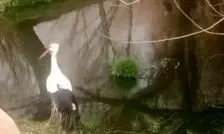 پرواز دوباره لک‌لک سفیدِ آسیب‌دیده در آسمان دهگلان
