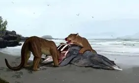 کشف گونه جدید شکارچی غول‌پیکر و باستانی «سگ خرسی» در فرانسه