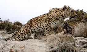  تصاویری جدید از پلنگ ایرانی در طبیعت کازرون

