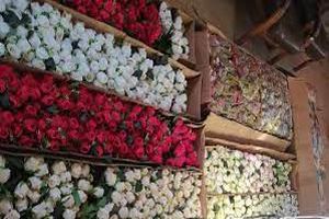 کشف ۴۰ هزار شاخه گل قاچاق در جنوب تهران