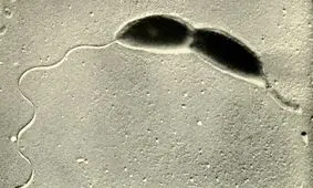 ویروس‌ها با چشم و گوش خود، بدن را زیر نظر دارند!
