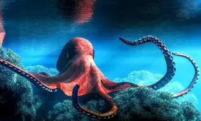 راه رفتن جالب یک هشت‌ پا در کف دریا/ ویدئو