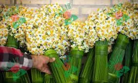 قیمت هر دسته گل نرگس اعلام شد