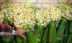 قیمت هر دسته گل نرگس اعلام شد