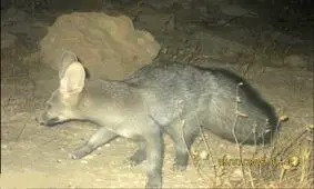 مشاهده گونه کمیاب شاه روباه در سفیدکوه خرم آباد 