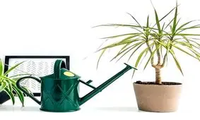 ببینید / این علائم به شما می‌گوید گیاهتان تشنه است