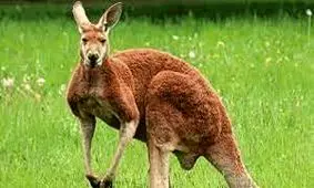 کانگارو، عامل قتل یک مرد در استرالیا