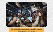 اکثریت صهیونیست ها جنگ طلب اند/ اینفوگرافیک