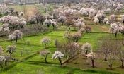 باغستان سنتی قزوین در جیاس ثبت شد

