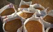 کشف ۱۵ تن گندم احتکار شده در بابل