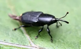 این 2 موجود در جهنم هم زنده می‌مانند