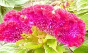 از فواید و خواص گیاه تاج خروس چه می‌دانید؟