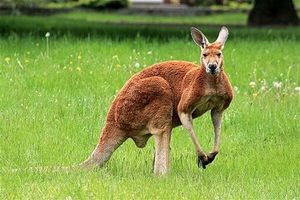 چرا در استرالیا دستور کشتن این گونه جانوری صادر می‌شود؟