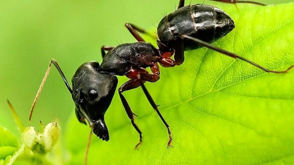 ابداع ربات های ردیابی با کمک حرکت مورچه ها