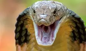 وحشتناک‌ترین و مرگبارترین مارهای جهان