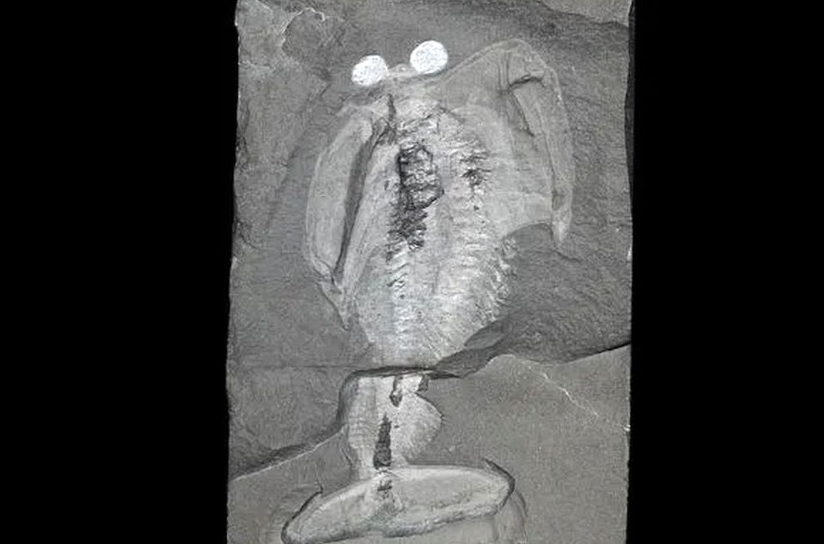 معمای جانور «سِپَردار» 500 میلیونساله بالاخره حل شد