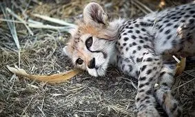 راز دستی که پیروز را تلف کرد