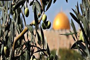 فلسطین؛ سرزمین زیتون مقدس