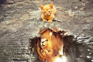 «هورمون عشق» شیرها را به بچه گربه تبدیل می‌کند