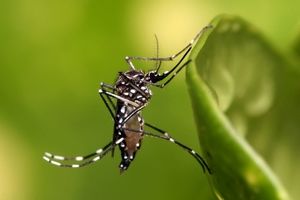 رهاسازی پشه‌های اصلاح شده ژنتیکی برای مبارزه با تب دنگی در برزیل

