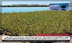 کاشت 35 هزار نهال حرا توسط شرکت پتروشیمی امیرکبیر

