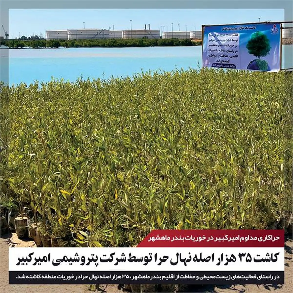 کاشت 35 هزار نهال حرا توسط شرکت پتروشیمی امیرکبیر

