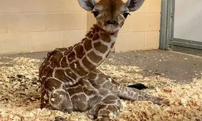 تا حالا بچه زرافه دیده بودید؟/ ویدئو