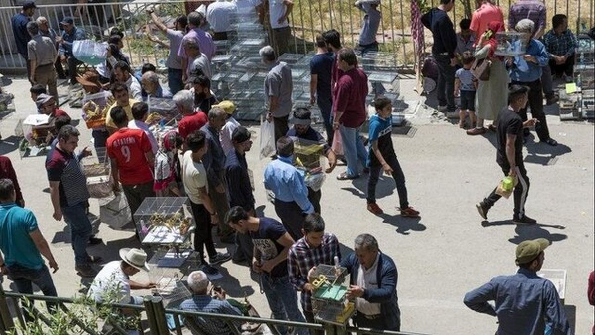 بازار غیرمجاز خرید و فروش حیوانات خانگی ساماندهی میشود