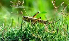 آفت ملخ به ۱۰ هزار هکتار از مزارع سروآباد حمله کرد