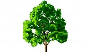 شباهت عجیب یک درخت کُنار به انسان