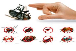 جلوگیری از ورود حشرات به خانه