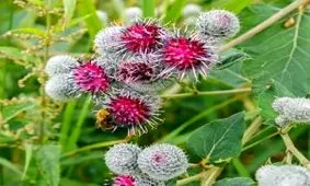 مراحل کاشت و تکثیر گیاه  بابا آدم