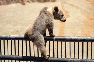 تصاویر عجیب و دیدنی بیرون آمدن خرس‌های قهوه‌ای قزوین از قفس/ ویدئو