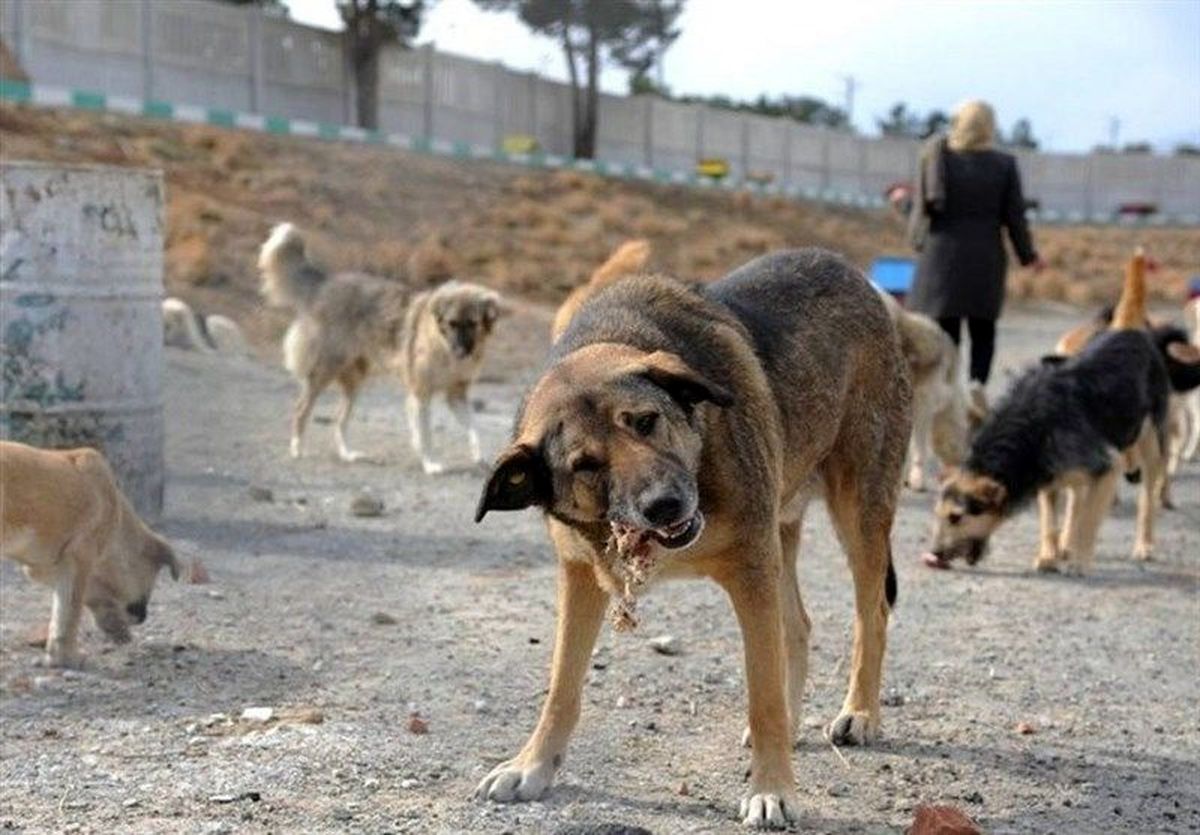 مرگ دردناک 18 هموطن توسط سگهای هار صاحب دار