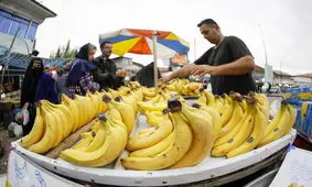 موز گران شد/ نقش دلالان در رنگ آوری میوه ها چیست؟