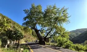 درخت ۳۳۰ ساله در تکیرداغ؛ شاهد ۲ حکومت، ۱۵ پادشاه و ۱۲ رئیس‌جمهور/ ویدئو