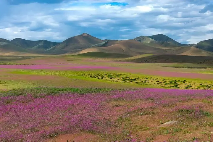 ال‌نینو خشک‌ترین بیابان دنیا را غرق در گل کرد