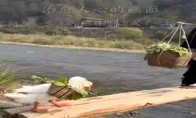 بیگاری کشیدن از غاز/ ویدئو