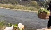 بیگاری کشیدن از غاز/ ویدئو