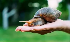 غذایی که انسان‌ها ۱۷۰ هزار سال قبل می‌خوردند