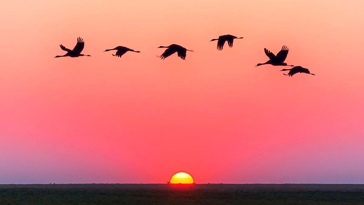 پرندگان هنگام پرواز بر فراز اقیانوس‌ها کجا استراحت می‌کنند؟