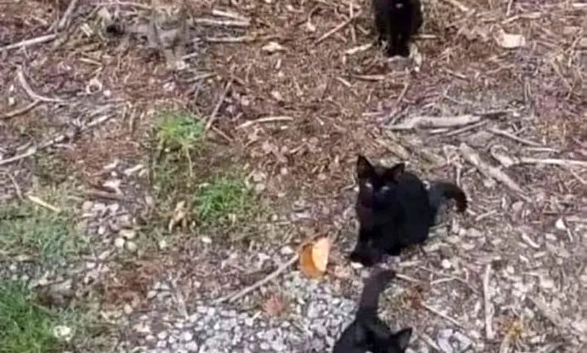 تست بینایی/ گربه چهارم را در 7 ثانیه پیدا می کنید؟ 