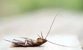 چگونه سوسک‌ها از انقراض عصر دایناسور‌ها جان به در بردند؟