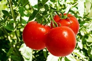 چگونه در منزل گوجه‌فرنگی بکاریم؟