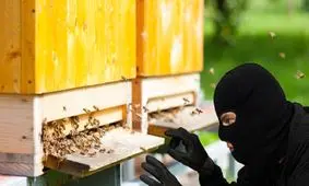 کام سارق کندو‌های عسل در بهشهر تلخ شد