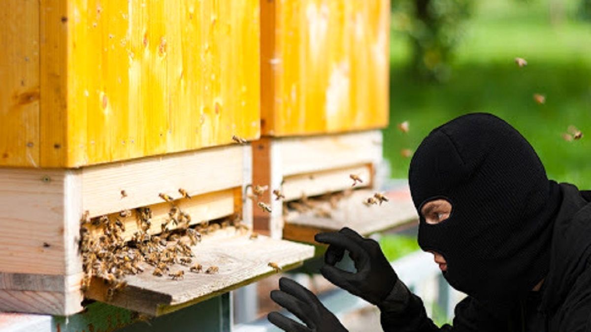 کام سارق کندوهای عسل در بهشهر تلخ شد