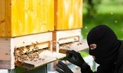 کام سارق کندو‌های عسل در بهشهر تلخ شد