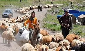 آغاز کوچ بهاره عشایر کرمانشاه