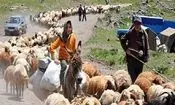 آغاز کوچ بهاره عشایر کرمانشاه