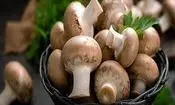 از فواید قارچ برای سلامت قلب غافل نشوید